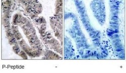 AMPK alpha 1, p Ser496 Antibody, Novus Biologicals 0.025 mL; Unconjugated:Antibodies,